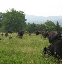 vernon valley farm – black and red cows grazing