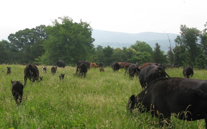 vernon valley farm – black and red cows grazing