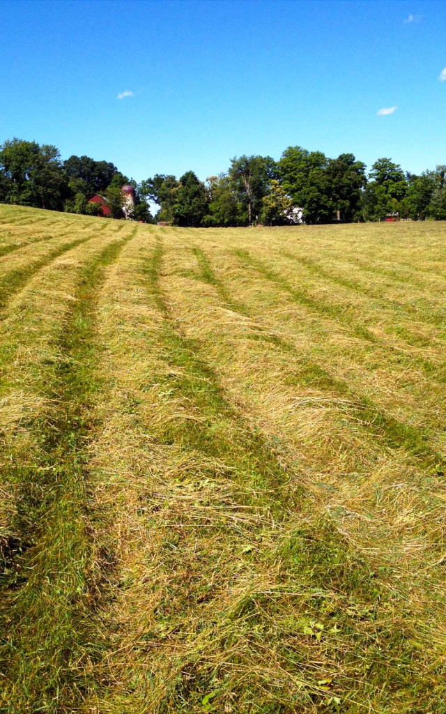 vernon valley farm - mowed field of hay