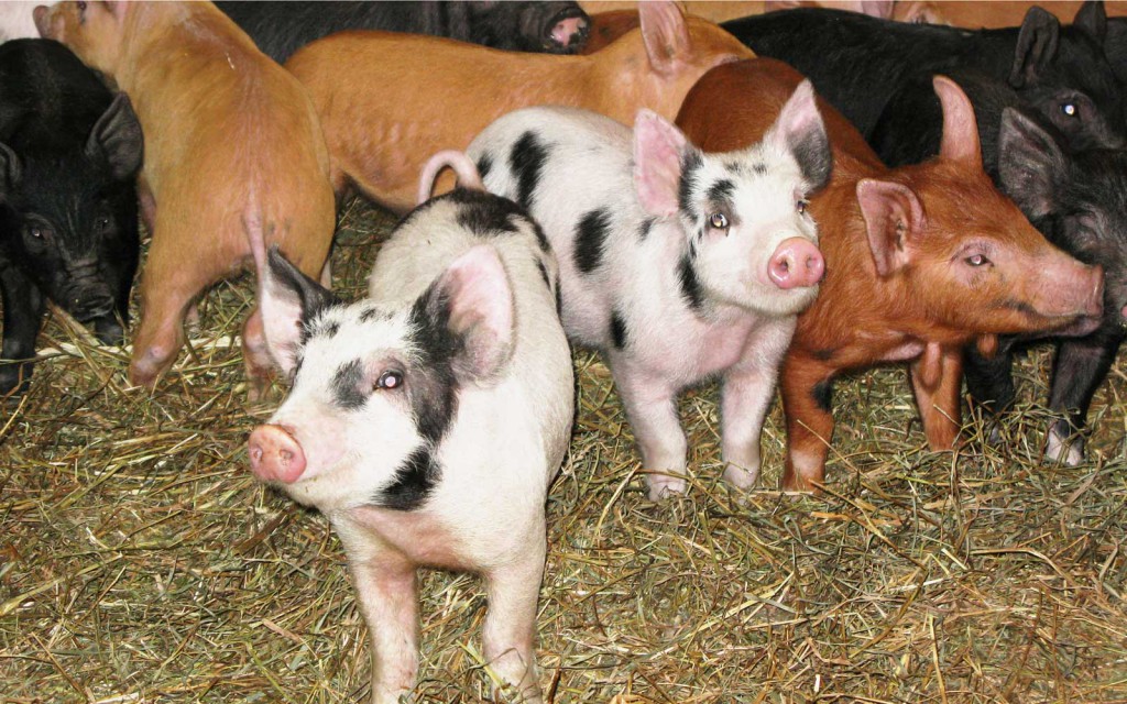 vernon valley farm - pasture raised pigs in corral