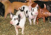 vernon valley farm – pigs