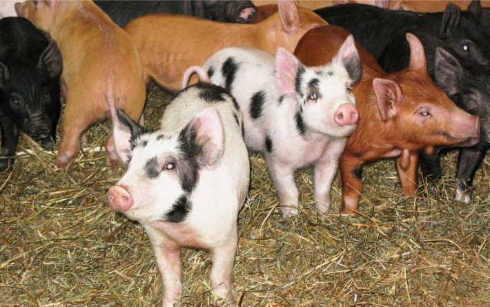 vernon valley farm – pigs