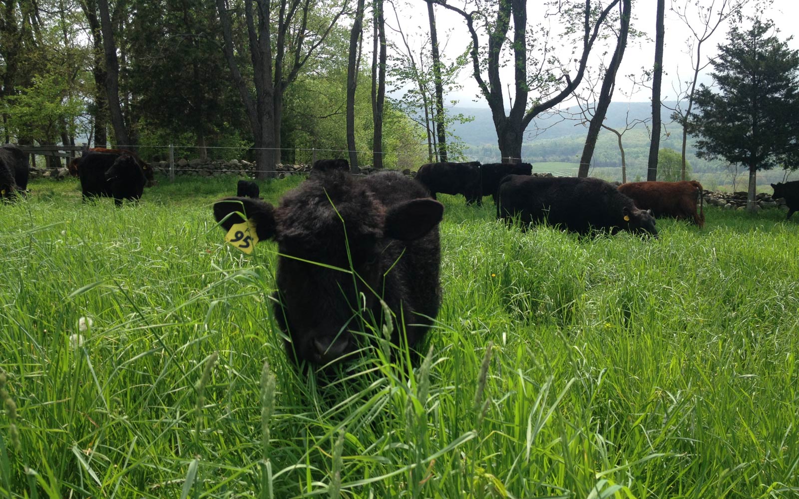 vernon valley farm - single cow eating grass